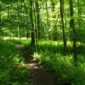 Hiking through the Appalachian Trail
